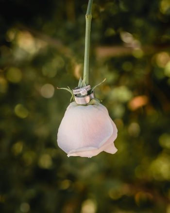 An engagement ring perched on a pale pink rose suspended against a blurred green background.