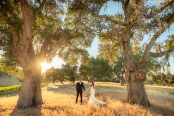 A couple in wedding attire holding hands in a sunlit field between large trees.
