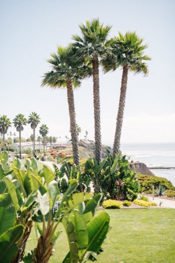 Palm trees and tropical foliage overlooking a peaceful beachfront.
