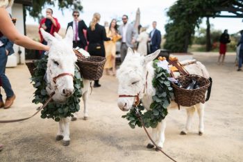Two white donkeys adorned with leafy garlands and carrying baskets, at a social gathering with guests in the background.